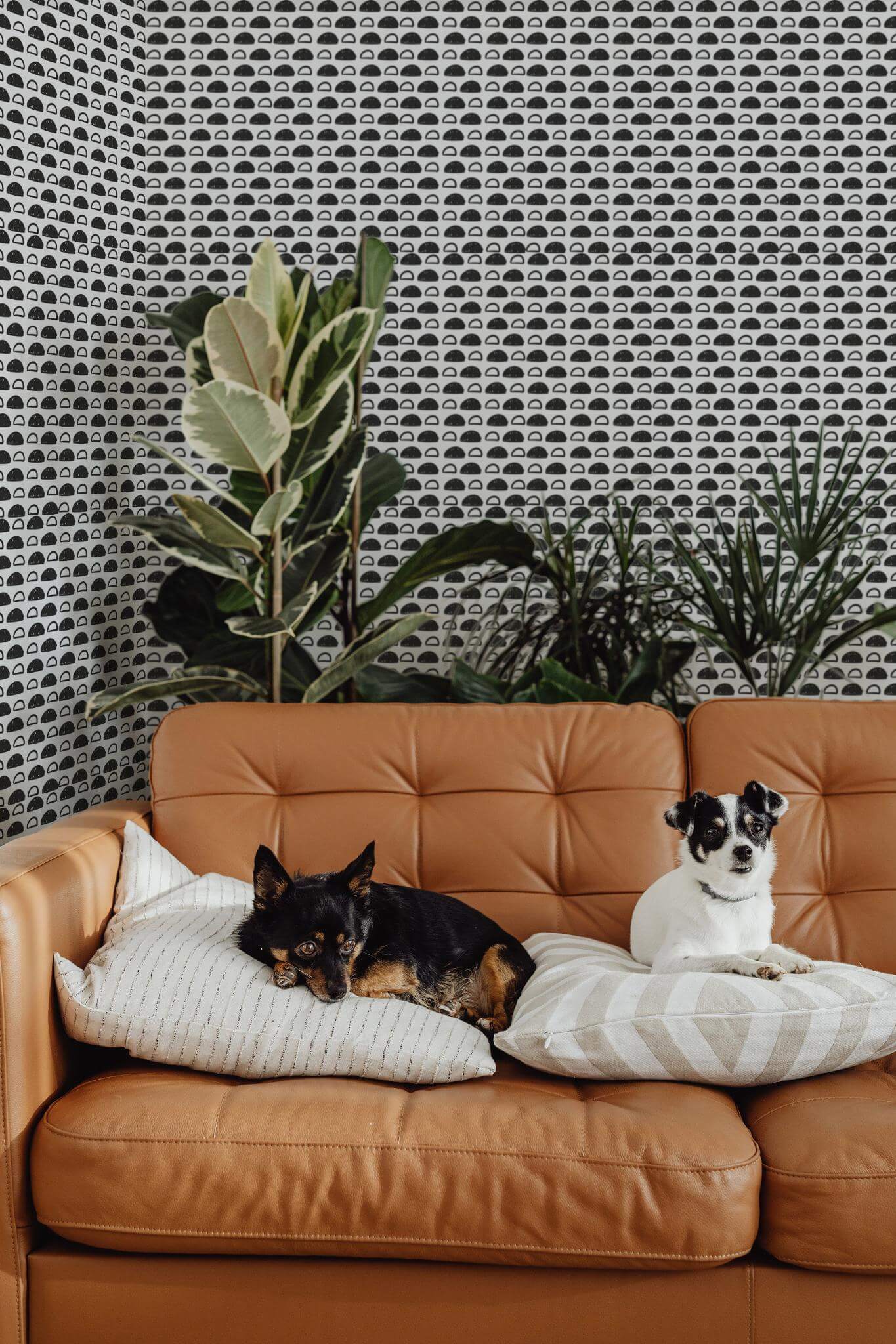 Semicircle Wallpaper